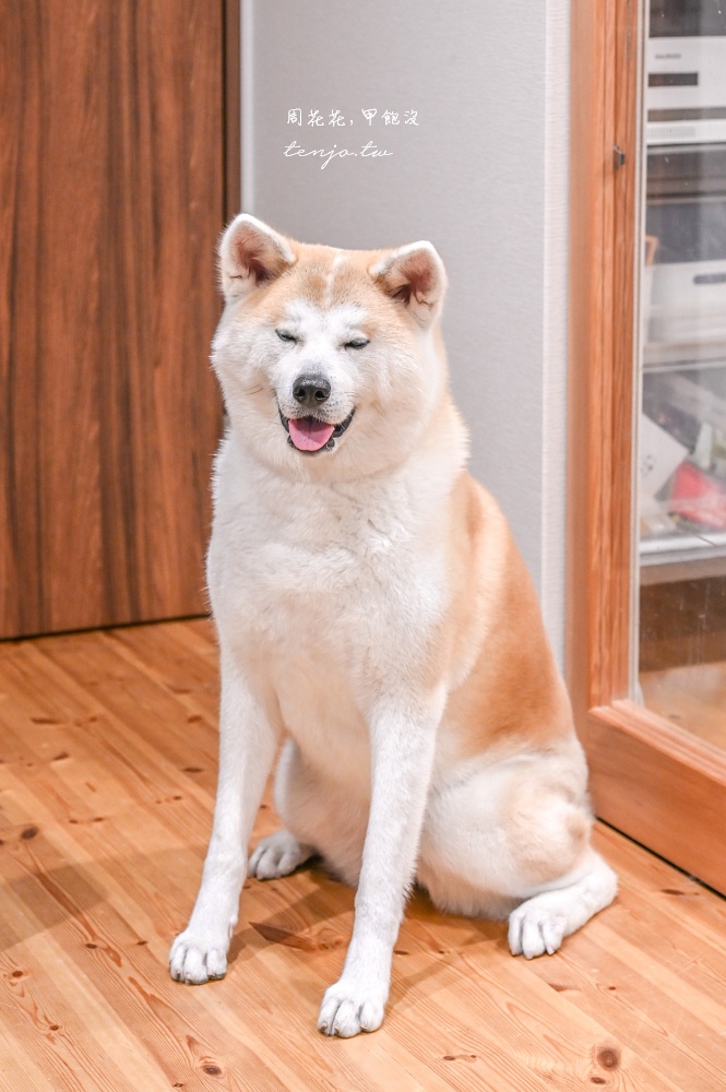 【角館住宿推薦】緣Enishi 超可愛秋田犬民宿!50年古民家改建和秋田犬互動還能帶去散步 【角館住宿推薦】緣Enishi 超可愛秋田犬民宿!50年古民家改建和秋田犬互動還能帶去散步