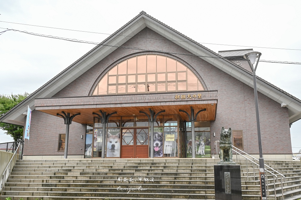 【秋田旅遊新提案】到忠犬八公故鄉尋找超可愛秋田犬！這三個秋田景點都可以看到秋田犬