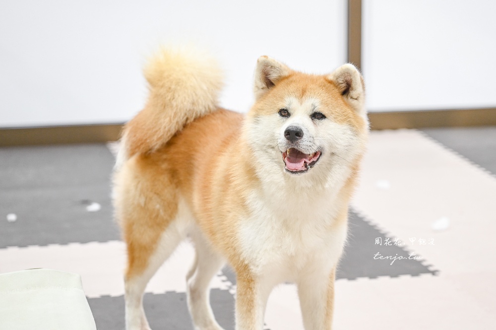 【秋田美食8選】秋田車站&角館&大館美食推薦！必吃稻庭烏龍麵、比內地雞、烤米棒鍋