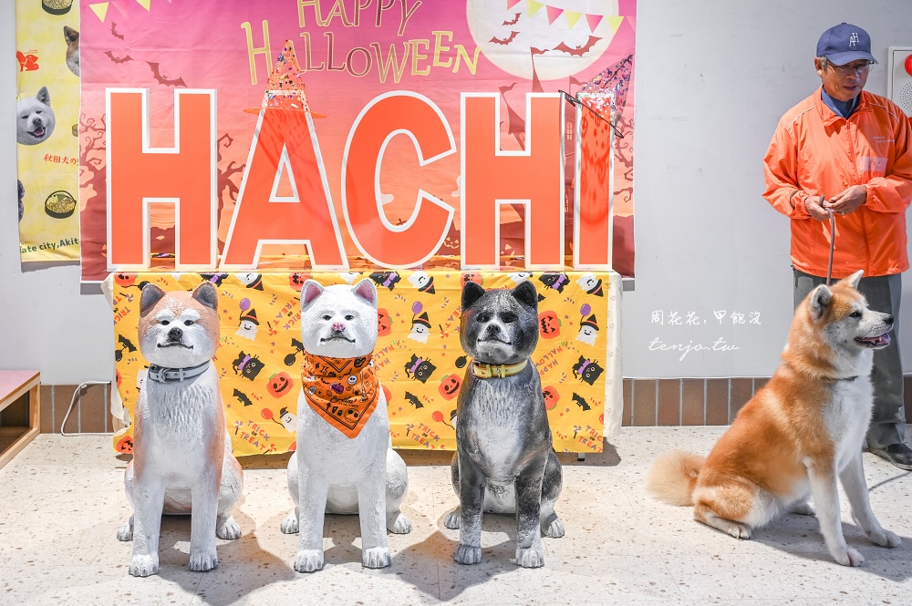 【秋田旅遊新提案】到忠犬八公故鄉尋找超可愛秋田犬！這三個秋田景點都可以看到秋田犬