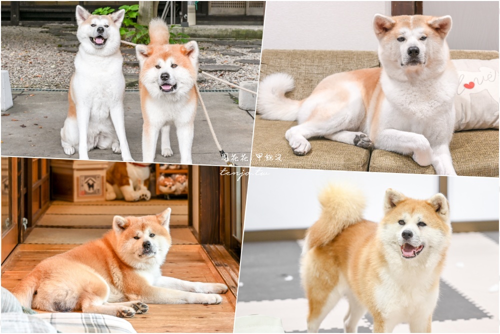 【秋田旅遊新提案】到忠犬八公故鄉尋找超可愛秋田犬！這三個秋田景點都可以看到秋田犬 @周花花，甲飽沒