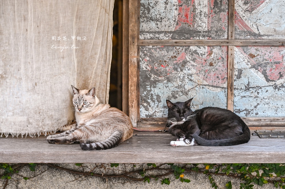 【花蓮咖啡店推薦】Caffe Fiore珈琲花 老房子植物花草貓咪療癒空間！菜單咖啡甜點都優秀