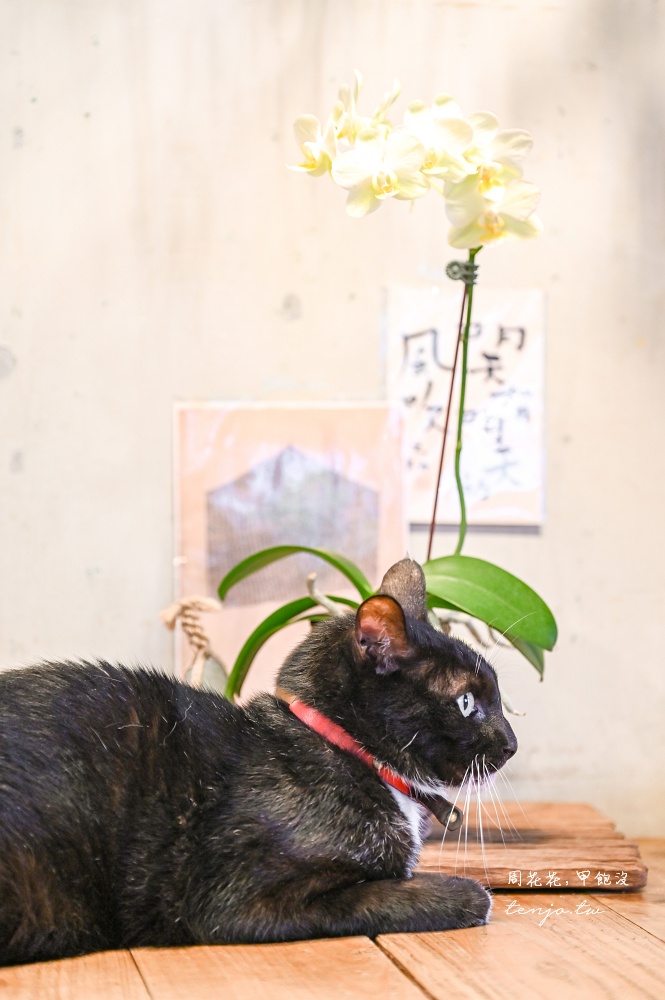 【花蓮咖啡店推薦】Caffe Fiore珈琲花 老房子植物花草貓咪療癒空間！菜單咖啡甜點都優秀