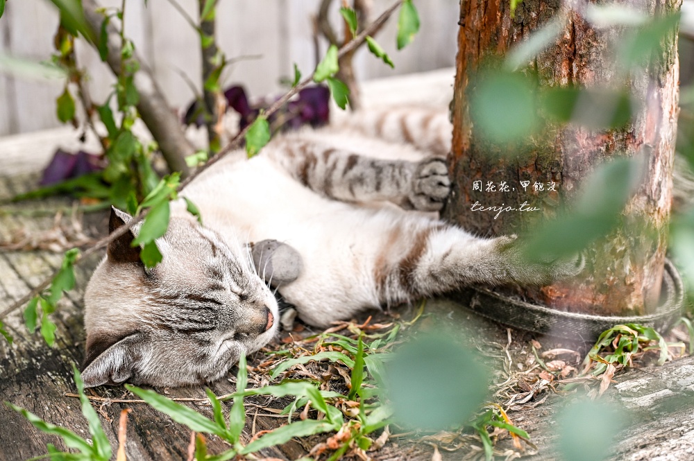 【花蓮咖啡店推薦】Caffe Fiore珈琲花 老房子植物花草貓咪療癒空間！菜單咖啡甜點都優秀