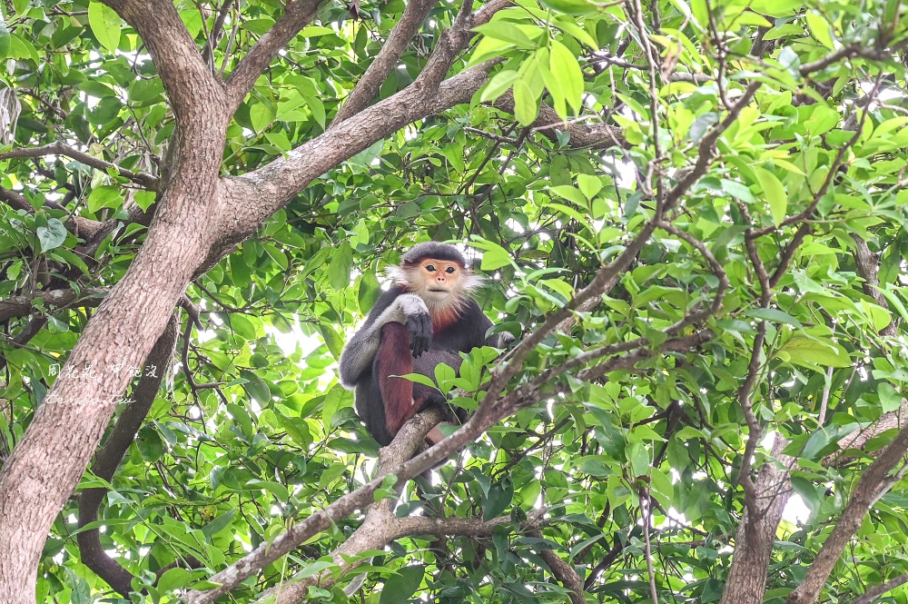 【峴港洲際陽光半島度假酒店】亞洲最美此生必住飯店！度假村搭私人纜車移動超美超浮誇