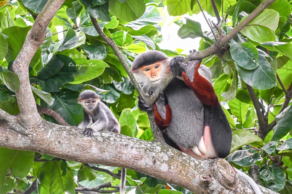 【峴港洲際陽光半島度假酒店】亞洲最美此生必住飯店！度假村搭私人纜車移動超美超浮誇