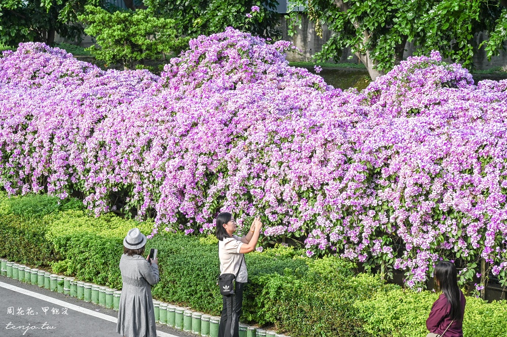 【新北景點】泰山楓樹河濱公園蒜香藤 200公尺紫色花海盛開中！花期僅一週快來賞花拍照