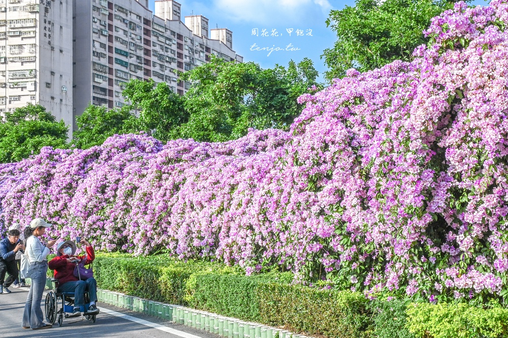 【新北景點】泰山楓樹河濱公園蒜香藤 200公尺紫色花海盛開中！花期僅一週快來賞花拍照