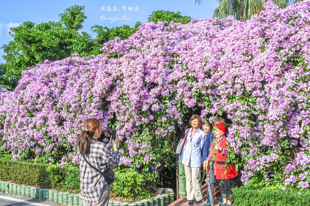 【新北景點】泰山楓樹河濱公園蒜香藤 200公尺紫色花海盛開中！花期僅一週快來賞花拍照