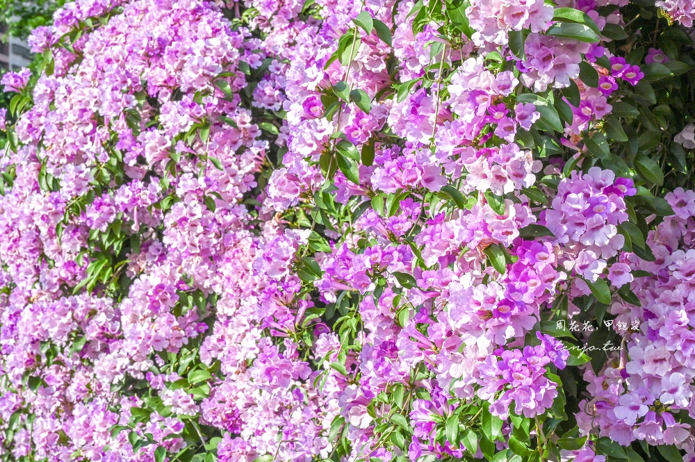 【新北景點】泰山楓樹河濱公園蒜香藤 200公尺紫色花海盛開中！花期僅一週快來賞花拍照
