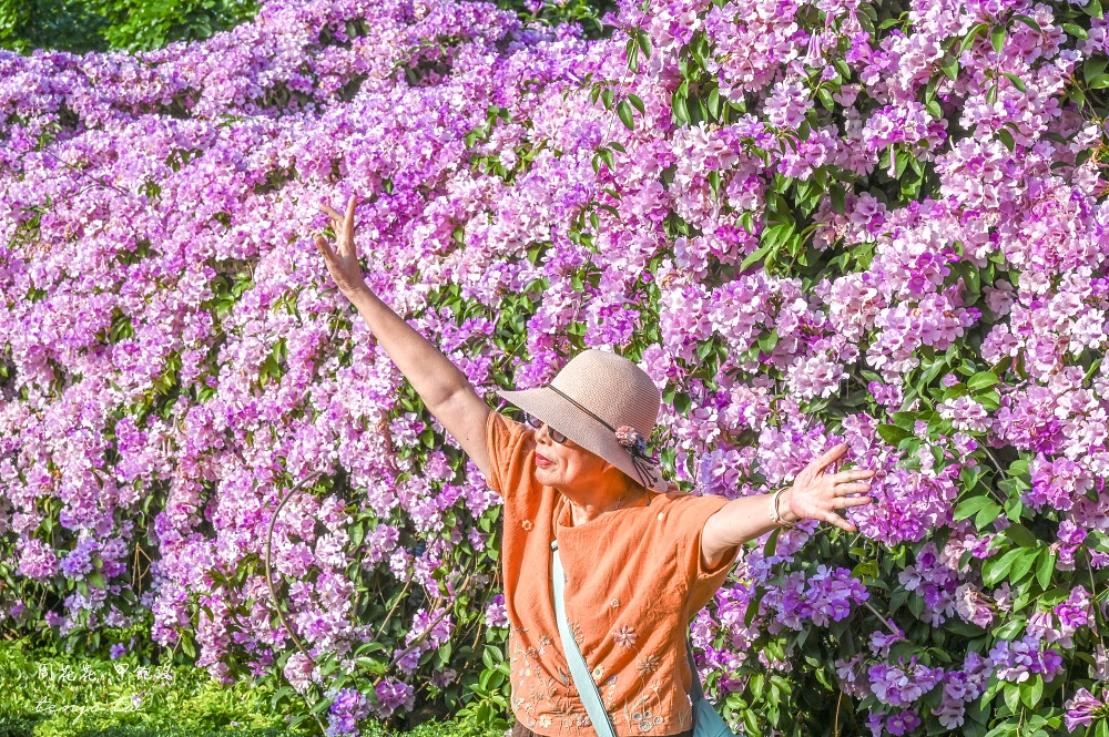【新北景點】泰山楓樹河濱公園蒜香藤 200公尺紫色花海盛開中！花期僅一週快來賞花拍照