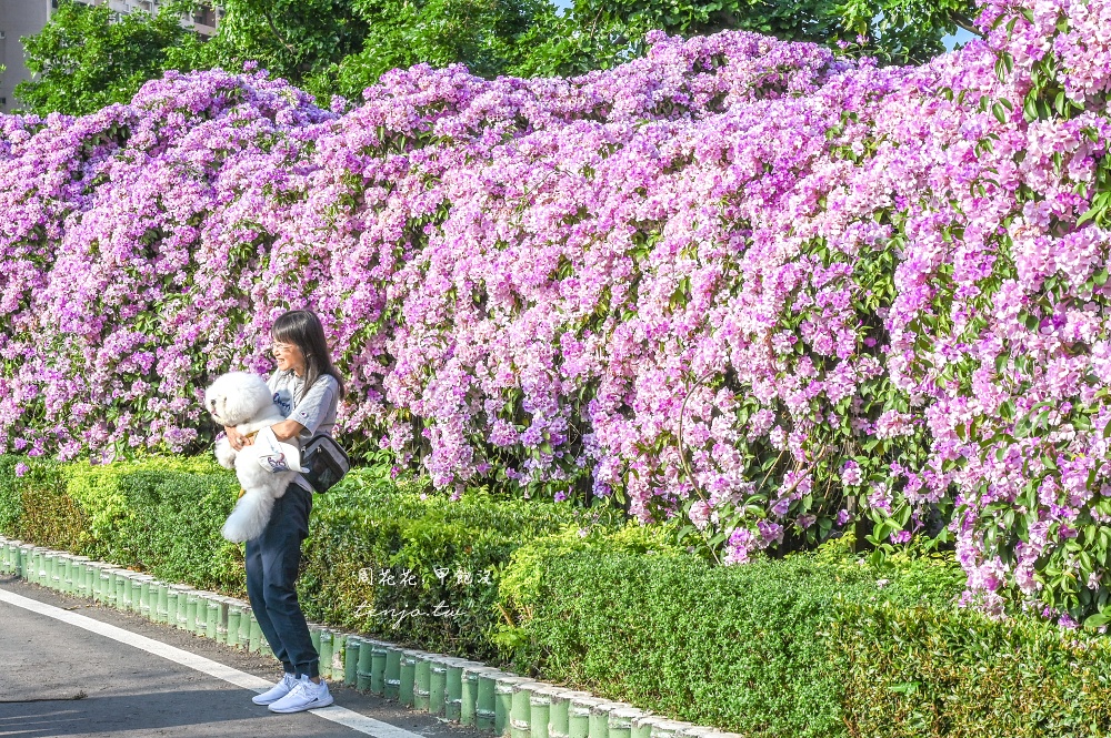 【新北景點】泰山楓樹河濱公園蒜香藤 200公尺紫色花海盛開中！花期僅一週快來賞花拍照