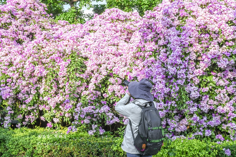 【新北景點】泰山楓樹河濱公園蒜香藤 200公尺紫色花海盛開中！花期僅一週快來賞花拍照