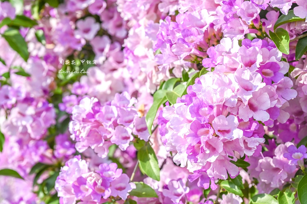 【新北景點】泰山楓樹河濱公園蒜香藤 200公尺紫色花海盛開中！花期僅一週快來賞花拍照