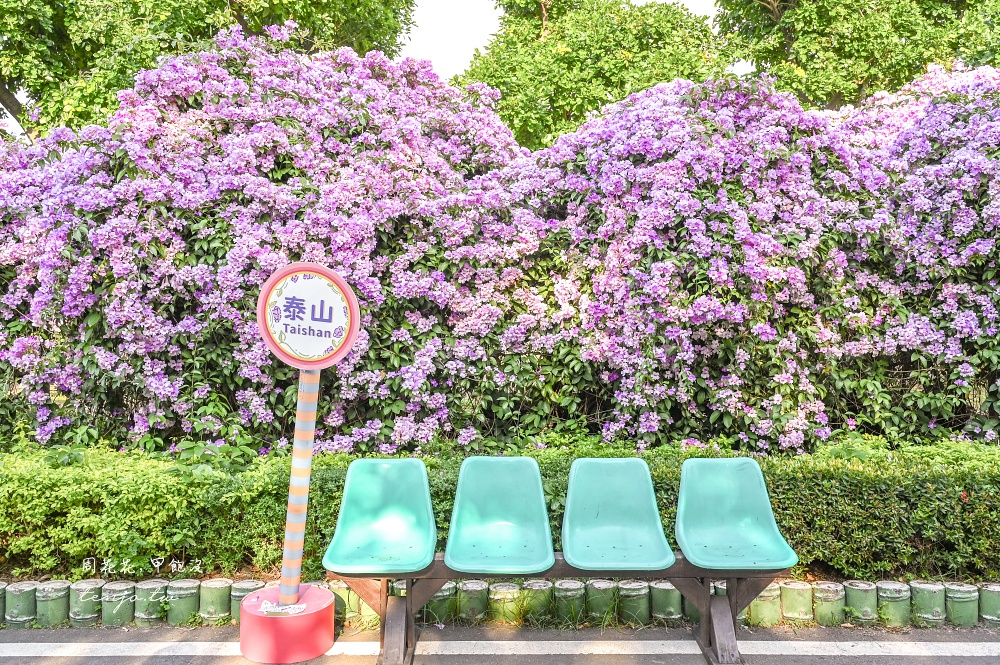 【新北景點】泰山楓樹河濱公園蒜香藤 200公尺紫色花海盛開中！花期僅一週快來賞花拍照