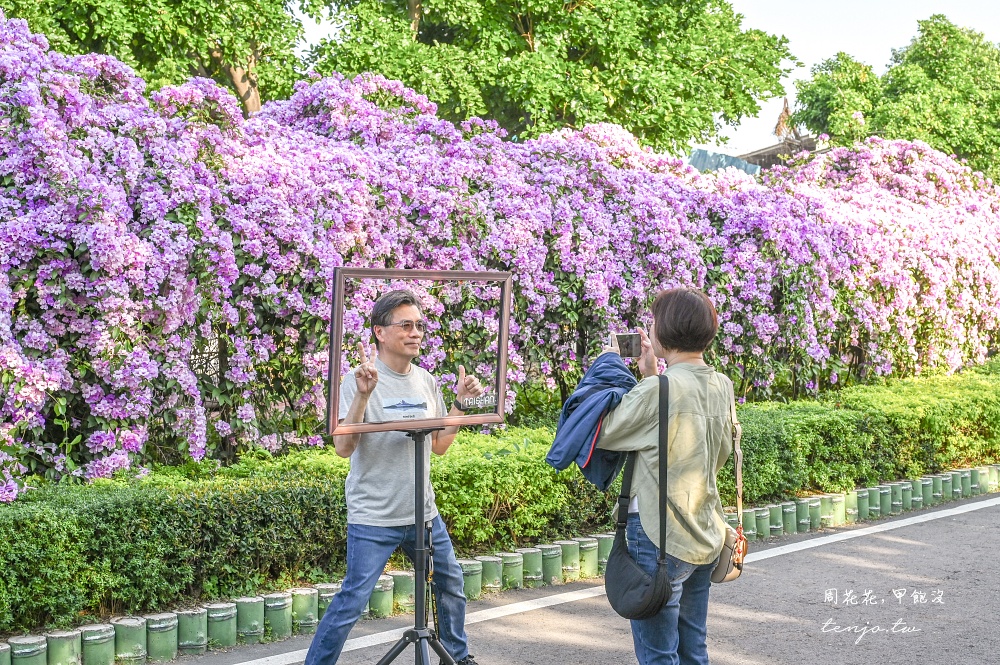 【新北景點】泰山楓樹河濱公園蒜香藤 200公尺紫色花海盛開中！花期僅一週快來賞花拍照
