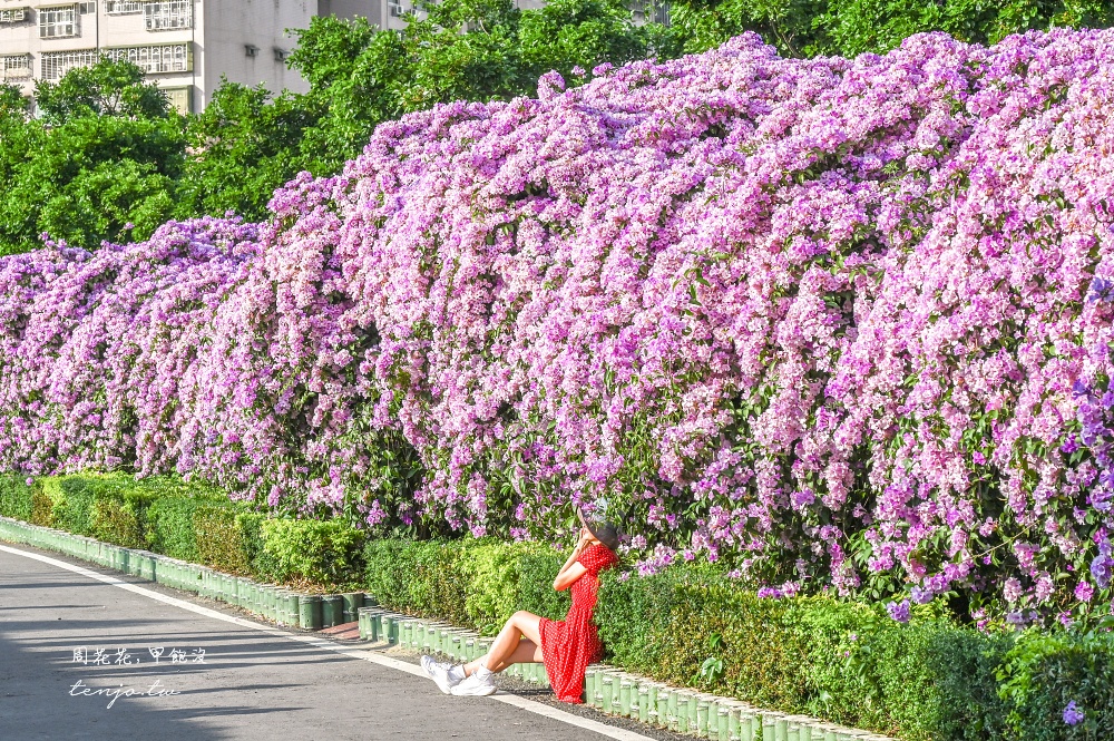 【新北景點】泰山楓樹河濱公園蒜香藤 200公尺紫色花海盛開中！花期僅一週快來賞花拍照
