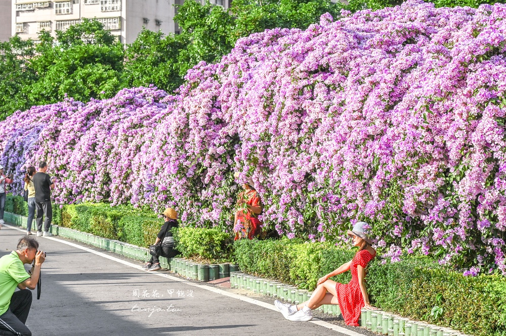 【新北景點】泰山楓樹河濱公園蒜香藤 200公尺紫色花海盛開中！花期僅一週快來賞花拍照