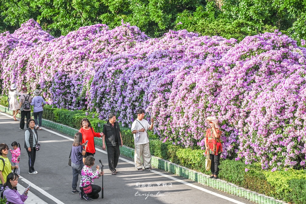 【新北景點】泰山楓樹河濱公園蒜香藤 200公尺紫色花海盛開中！花期僅一週快來賞花拍照