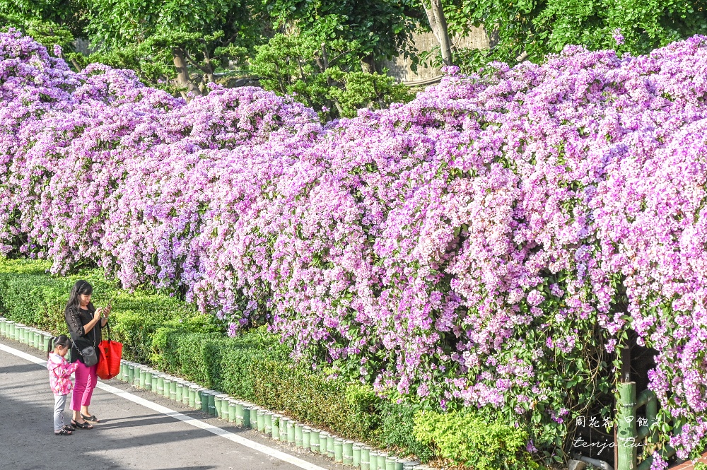 【新北景點】泰山楓樹河濱公園蒜香藤 200公尺紫色花海盛開中！花期僅一週快來賞花拍照