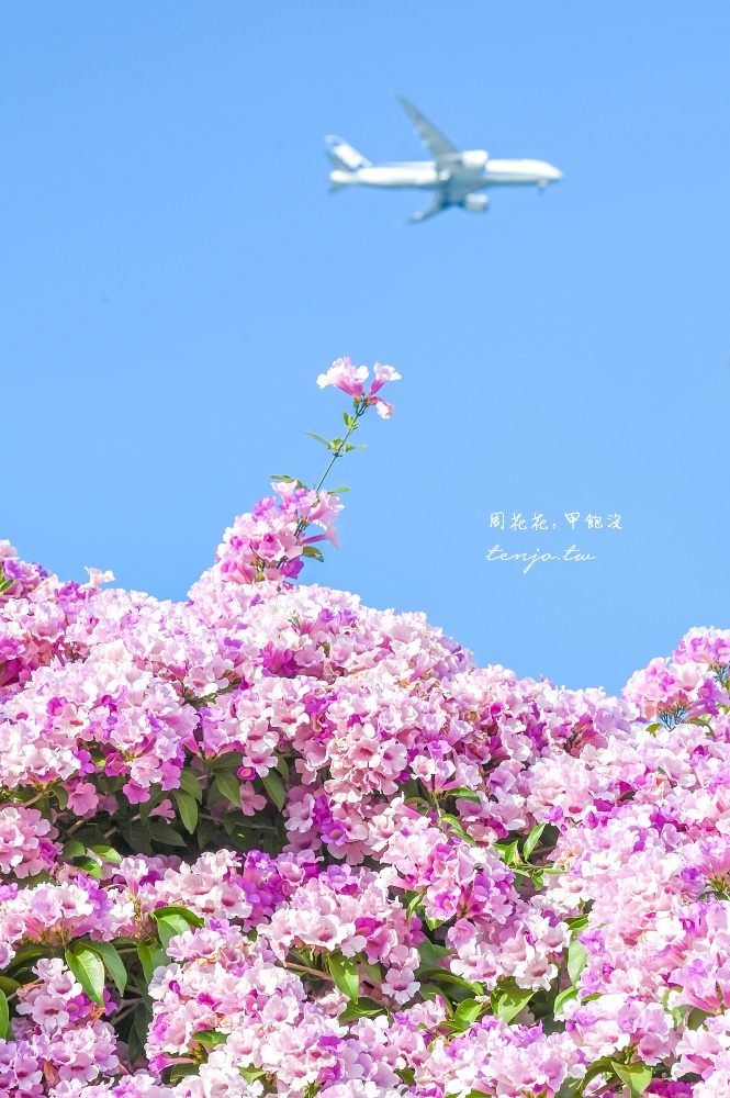 【新北景點】泰山楓樹河濱公園蒜香藤 200公尺紫色花海盛開中！花期僅一週快來賞花拍照