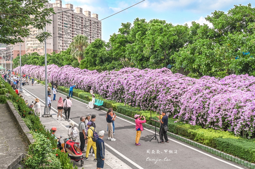 即時熱門文章：【新北景點】泰山楓樹河濱公園蒜香藤 200公尺紫色花海盛開中！花期僅一週快來賞花拍照