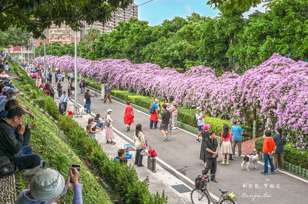 【新北景點】泰山楓樹河濱公園蒜香藤 200公尺紫色花海盛開中！花期僅一週快來賞花拍照