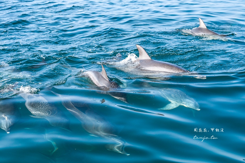 【熊本景點】天草賞海豚 不限時間季節看見海豚機率90%!交通船票費用預約一日遊攻略 【熊本景點】天草賞海豚 不限時間季節看見海豚機率90%!交通船票費用預約一日遊攻略