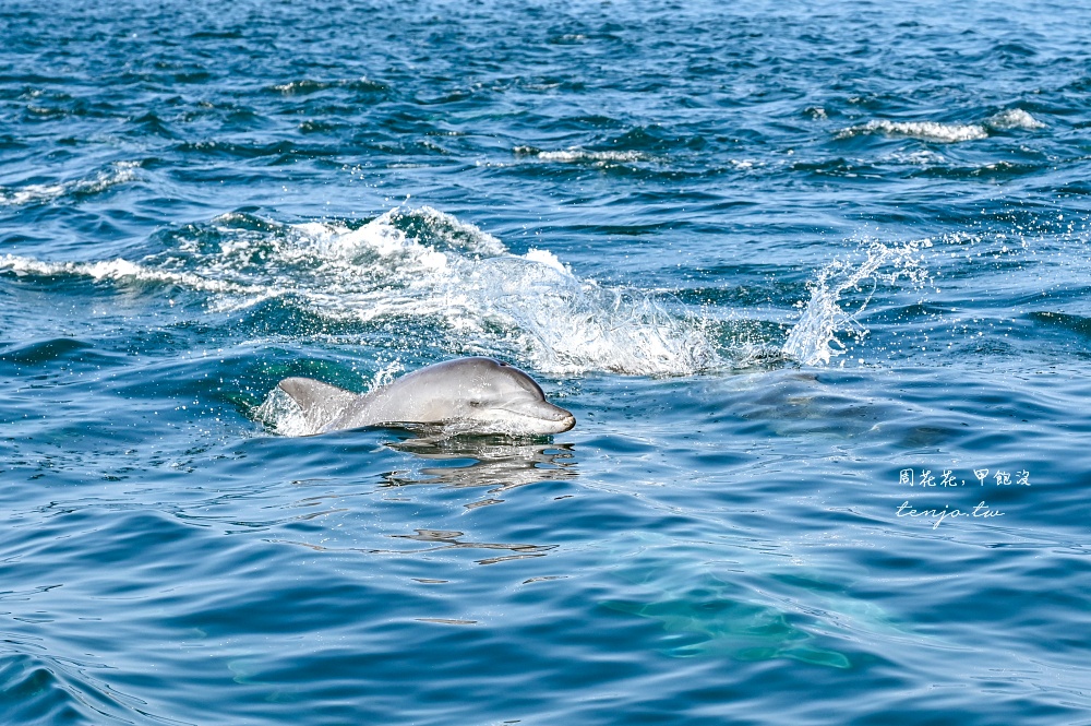【熊本景點】天草賞海豚 不限時間季節看見海豚機率90%！交通船票費用預約一日遊攻略