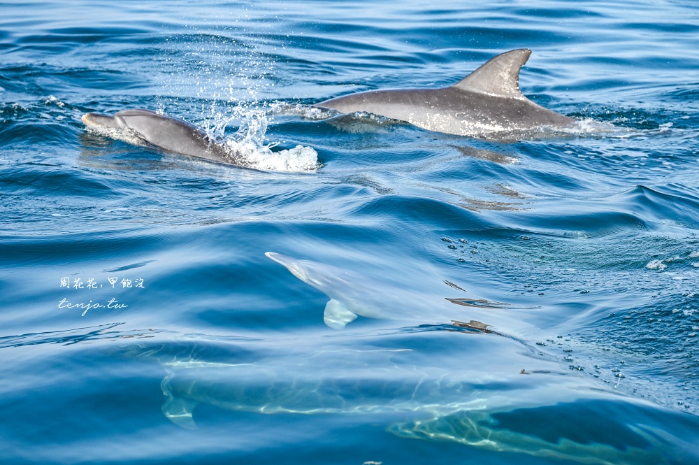 【熊本景點】天草賞海豚 不限時間季節看見海豚機率90%！交通船票費用預約一日遊攻略