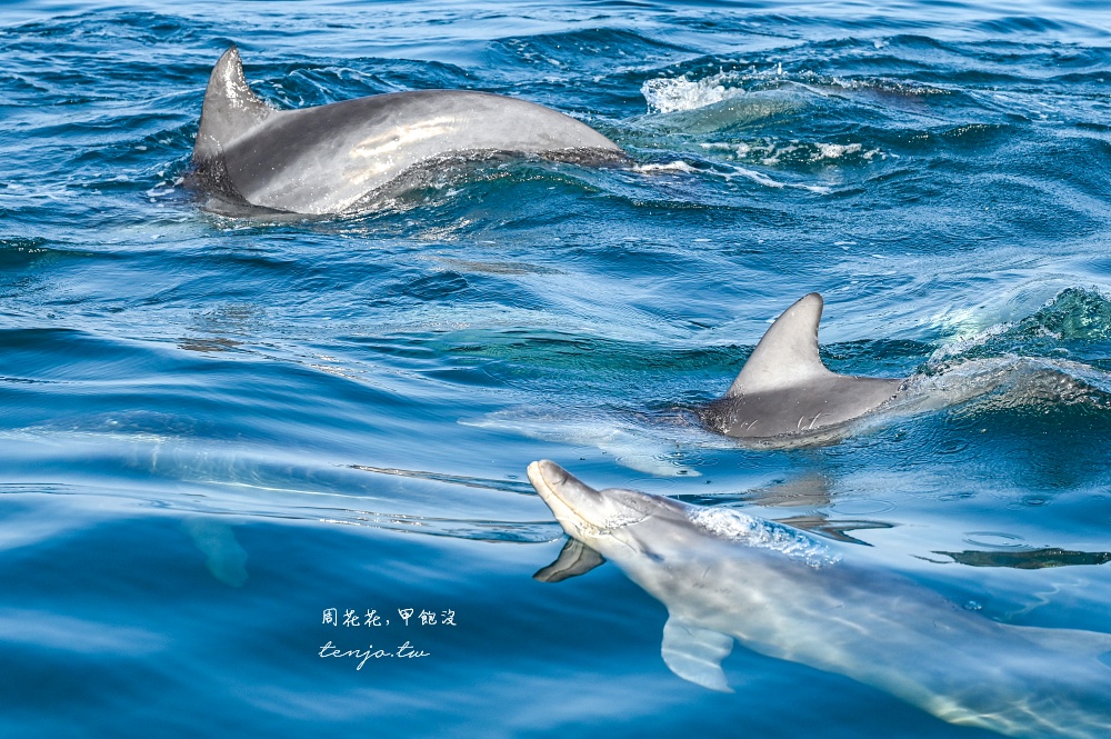 【熊本景點】天草賞海豚 不限時間季節看見海豚機率90%！交通船票費用預約一日遊攻略