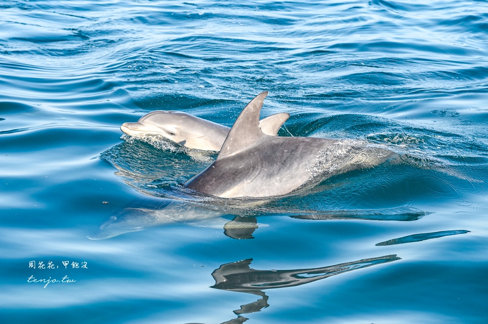 【熊本景點】天草賞海豚 不限時間季節看見海豚機率90%!交通船票費用預約一日遊攻略 【熊本景點】天草賞海豚 不限時間季節看見海豚機率90%!交通船票費用預約一日遊攻略