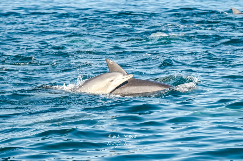 【熊本景點】天草賞海豚 不限時間季節看見海豚機率90%！交通船票費用預約一日遊攻略