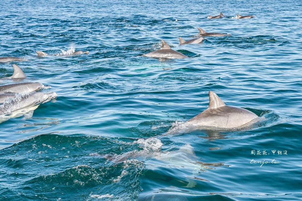 【熊本景點】天草賞海豚 不限時間季節看見海豚機率90%!交通船票費用預約一日遊攻略 【熊本景點】天草賞海豚 不限時間季節看見海豚機率90%!交通船票費用預約一日遊攻略