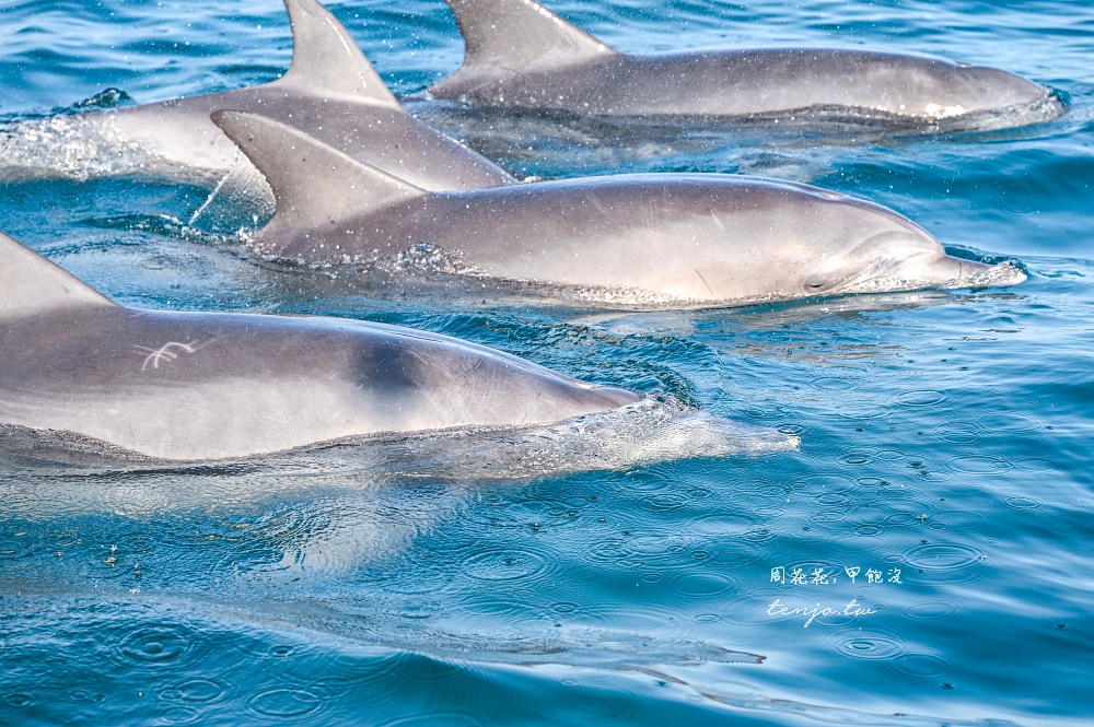 【熊本景點】天草賞海豚 不限時間季節看見海豚機率90%!交通船票費用預約一日遊攻略 【熊本景點】天草賞海豚 不限時間季節看見海豚機率90%!交通船票費用預約一日遊攻略