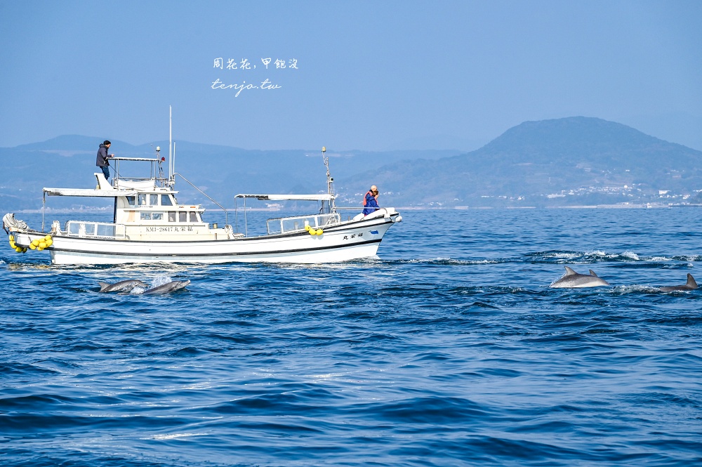 【熊本景點】天草賞海豚 不限時間季節看見海豚機率90%！交通船票費用預約一日遊攻略