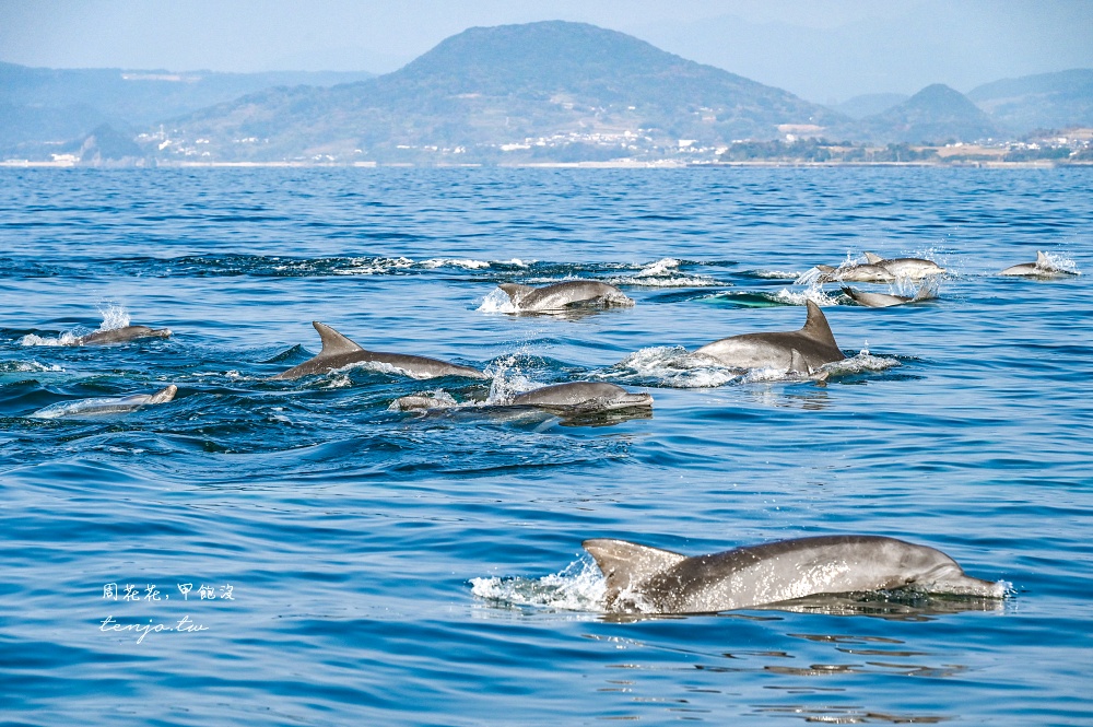 【熊本景點】天草賞海豚 不限時間季節看見海豚機率90%！交通船票費用預約一日遊攻略