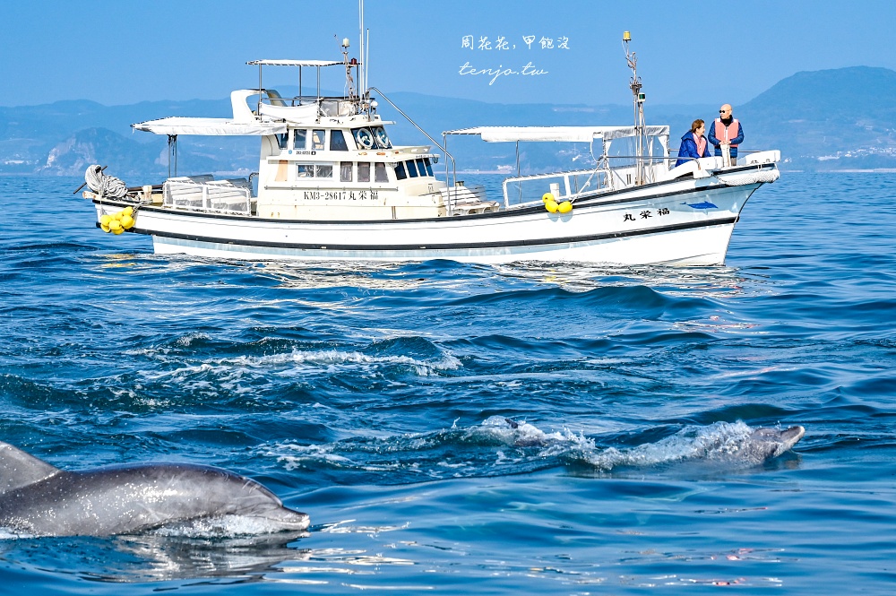 【熊本景點】天草賞海豚 不限時間季節看見海豚機率90%!交通船票費用預約一日遊攻略 【熊本景點】天草賞海豚 不限時間季節看見海豚機率90%!交通船票費用預約一日遊攻略