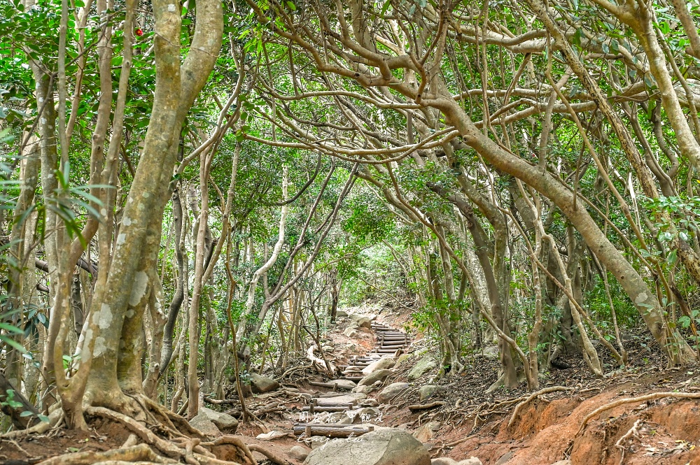 【福岡景點】糸島龍貓森林 走進宮崎駿電影裡龍貓森林步道！芥屋大門公園隱藏景點推薦 @周花花，甲飽沒