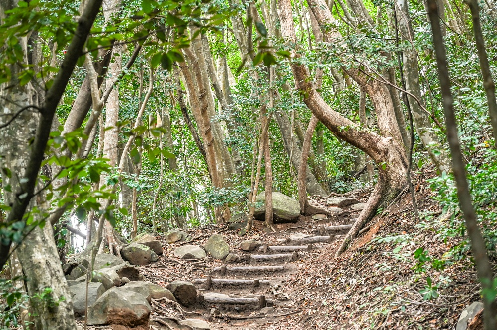 【福岡景點】糸島龍貓森林 走進宮崎駿電影裡龍貓森林步道！芥屋大門公園隱藏景點推薦
