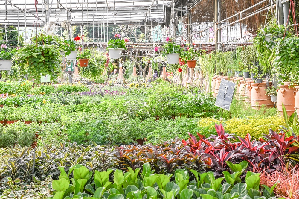 【台北花卉村】森林派對咖啡館 台北森林系咖啡廳推薦！低消80元交通方便有免費停車場