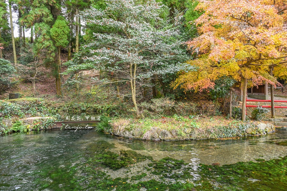 【熊本景點美食】白川水源 南阿蘇鐵道一日遊景點推薦！日本名水百選水質甘甜可直接生飲