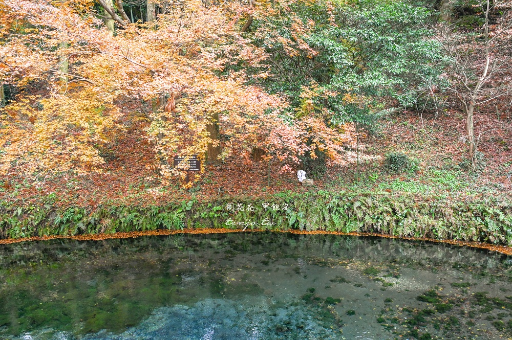 【熊本景點美食】白川水源 南阿蘇鐵道一日遊景點推薦！日本名水百選水質甘甜可直接生飲