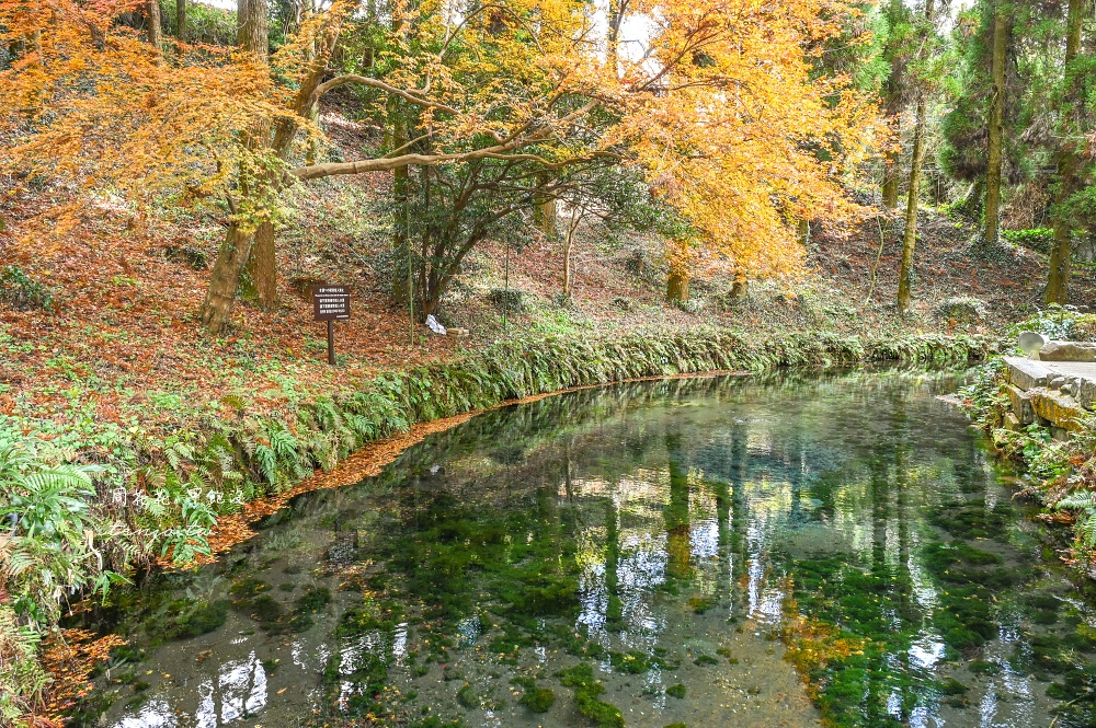 【熊本景點美食】白川水源 南阿蘇鐵道一日遊景點推薦！日本名水百選水質甘甜可直接生飲