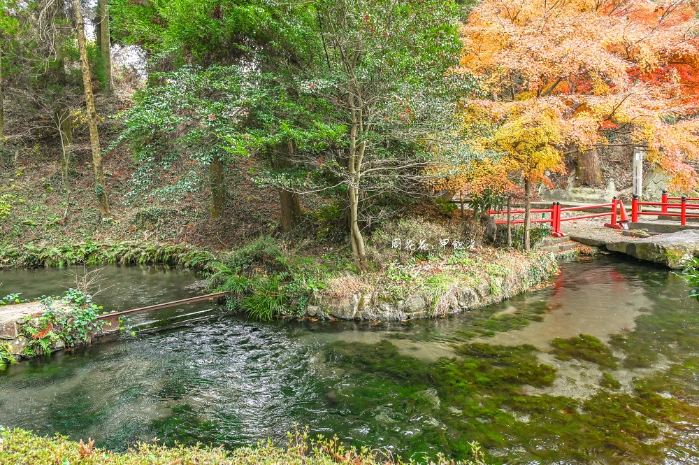 【熊本景點美食】白川水源 南阿蘇鐵道一日遊景點推薦！日本名水百選水質甘甜可直接生飲