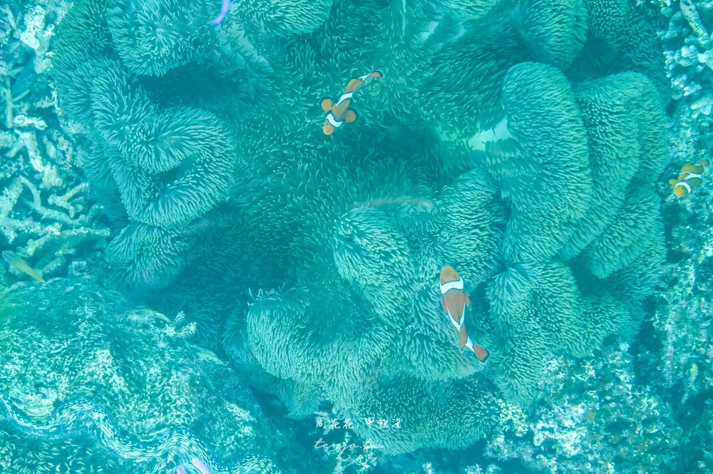 【石垣島景點】川平灣玻璃船 米其林三星景點推薦！搭乘獨家冷氣遊船尋找海龜熱帶魚珊瑚