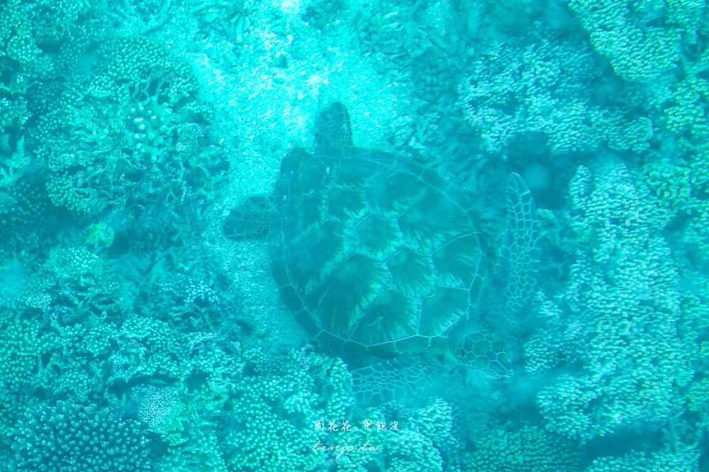 【石垣島景點】川平灣玻璃船 米其林三星景點推薦！搭乘獨家冷氣遊船尋找海龜熱帶魚珊瑚