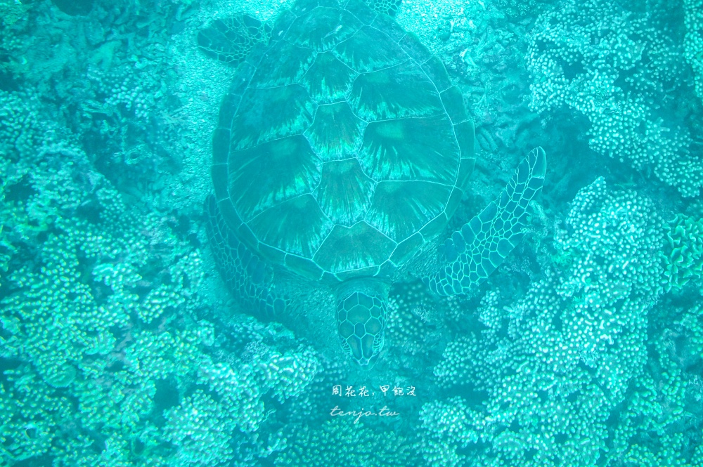 【石垣島景點】川平灣玻璃船 米其林三星景點推薦！搭乘獨家冷氣遊船尋找海龜熱帶魚珊瑚