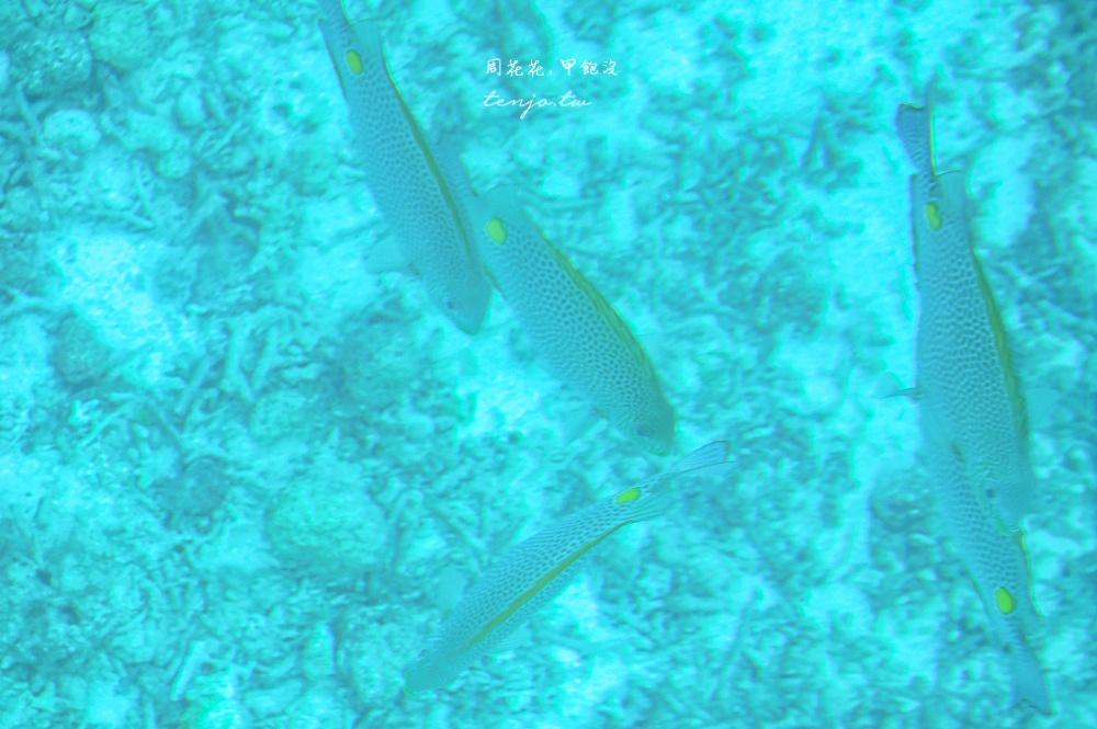 【石垣島景點】川平灣玻璃船 米其林三星景點推薦！搭乘獨家冷氣遊船尋找海龜熱帶魚珊瑚