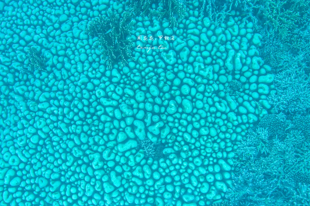 【石垣島景點】川平灣玻璃船 米其林三星景點推薦！搭乘獨家冷氣遊船尋找海龜熱帶魚珊瑚